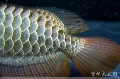 資陽龍魚vs祥龍魚場（資陽龍魚和祥龍魚場哪個好） 全國水族館企業(yè)名錄 第4張