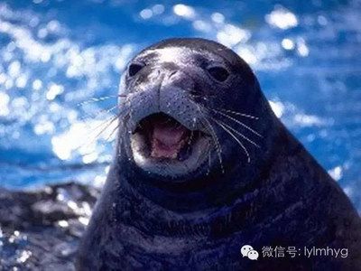 通化水族館vs祥龍魚場（探討通化水族館與祥龍魚場之間的差異，我們需要明確兩者的主要業(yè)務(wù)和特點） 全國水族館企業(yè)名錄 第1張