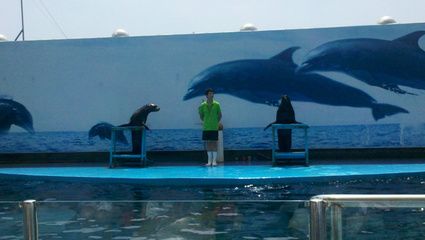 秦皇島水族館vs祥龍魚場(chǎng)（秦皇島水族館與祥龍魚場(chǎng)的區(qū)別） 全國(guó)水族館企業(yè)名錄 第5張