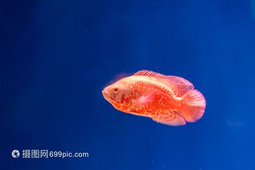 宿遷水族館vs祥龍魚場(chǎng)（宿遷水族館和祥龍魚場(chǎng)哪個(gè)好） 全國(guó)水族館企業(yè)名錄 第4張