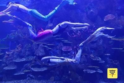 溫州水族館vs祥龍魚場(chǎng)（探討溫州水族館與祥龍魚場(chǎng)之間的差異之前，我們需要明確基本信息） 全國(guó)水族館企業(yè)名錄 第1張