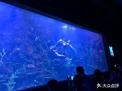 溫州水族館vs祥龍魚場(chǎng)（探討溫州水族館與祥龍魚場(chǎng)之間的差異之前，我們需要明確基本信息） 全國(guó)水族館企業(yè)名錄 第3張