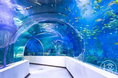 滄州水族館vs祥龍魚場（滄州地區(qū)的水族館和祥龍魚場對比分析） 全國水族館企業(yè)名錄 第4張