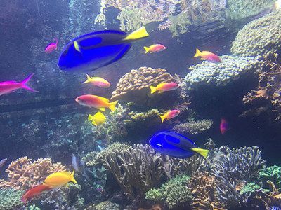 郴州水族館vs祥龍魚場（郴州水族館與祥龍魚場之間的區(qū)別之前，我們需要明確兩者的基本概念和功能） 全國水族館企業(yè)名錄 第5張