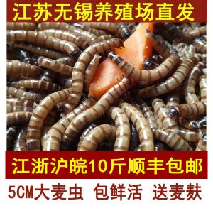 南通龍魚vs祥龍魚場（什么是南通龍魚） 全國水族館企業(yè)名錄