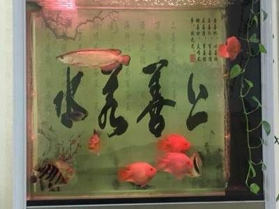 滄州龍魚vs祥龍魚場（探討滄州龍魚與祥龍魚場之間的差異之前） 全國水族館企業(yè)名錄 第3張