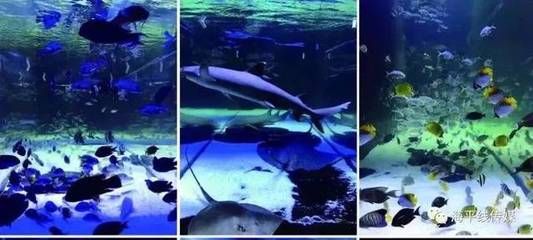 汕頭水族館vs祥龍魚場（汕頭水族館與祥龍魚場各有其特點和優(yōu)勢） 全國水族館企業(yè)名錄 第5張