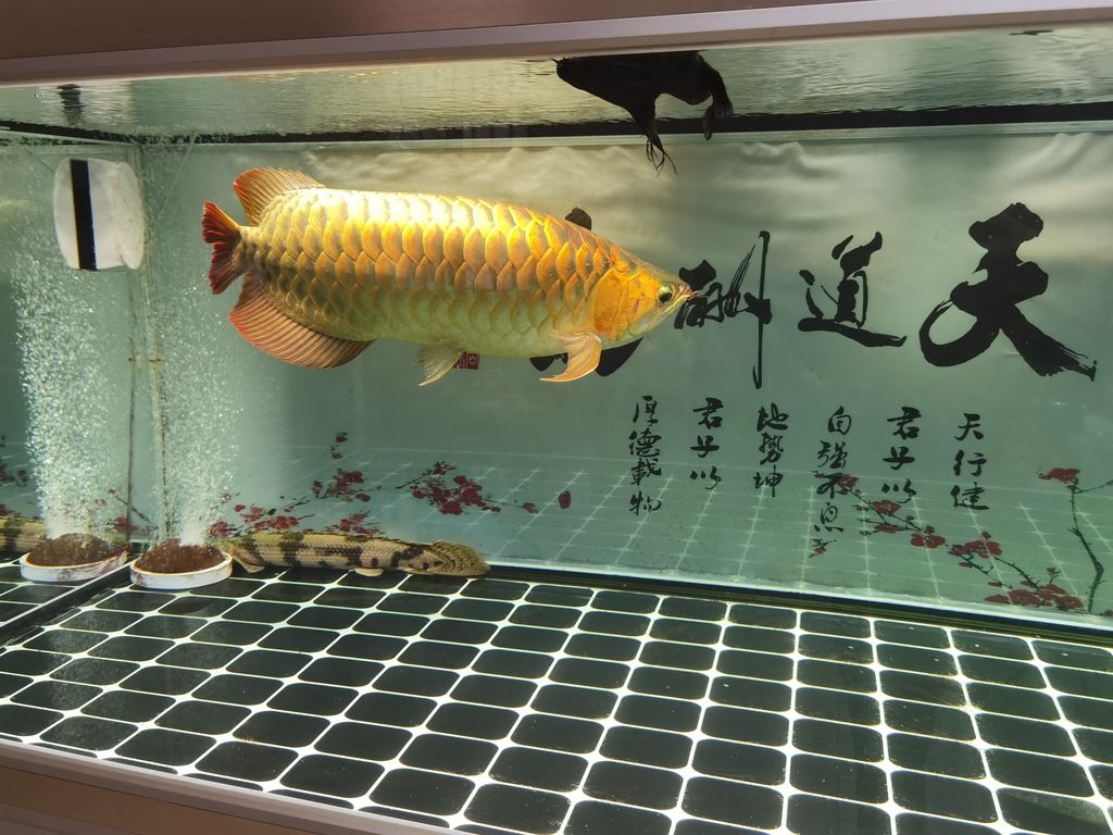 （五子登科評(píng)論：金龍很霸氣,緣木襯魚(yú)很霸氣）