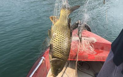 吐魯番龍魚vs祥龍魚場（吐魯番養(yǎng)殖三文魚和祥龍魚場各有特色） 全國水族館企業(yè)名錄 第2張