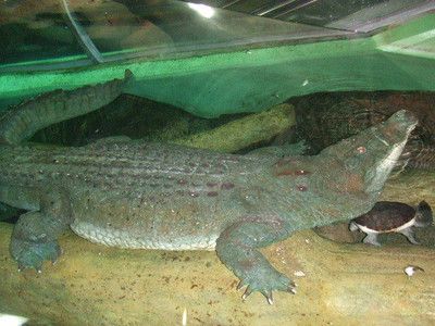 韶關(guān)水族館vs祥龍魚場（探討韶關(guān)水族館與祥龍魚場之間的差異之前需要明確兩者的基本信息） 全國水族館企業(yè)名錄 第4張