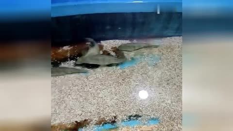 臨汾水族館vs祥龍魚(yú)場(chǎng)（臨汾水族館與祥龍魚(yú)場(chǎng)各有特色） 全國(guó)水族館企業(yè)名錄 第5張