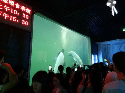 開封水族館vs祥龍魚場（開封水族館和祥龍魚場有什么關(guān)系，開封水族館和祥龍魚場有關(guān)） 全國水族館企業(yè)名錄 第1張