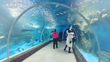 吉安水族館vs祥龍魚場(chǎng)（吉安水族館與祥龍魚場(chǎng)之間的差異之前，我們需要明確基本信息和特點(diǎn)） 全國(guó)水族館企業(yè)名錄 第1張