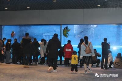 吉安水族館vs祥龍魚(yú)場(chǎng)（吉安水族館與祥龍魚(yú)場(chǎng)之間的差異之前，我們需要明確基本信息和特點(diǎn)） 全國(guó)水族館企業(yè)名錄 第4張