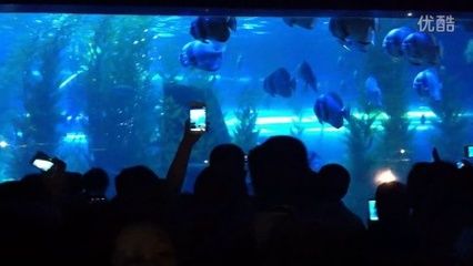 阜新水族館vs祥龍魚場（阜新市沒有自己的海洋館，需要前往其他城市如撫順、營口或大連等地） 全國水族館企業(yè)名錄 第1張