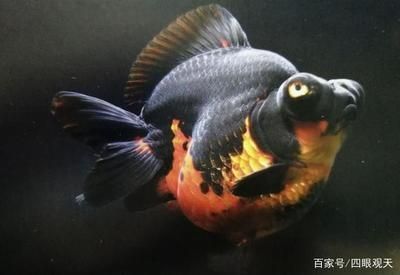 臨夏州水族館vs祥龍魚場（臨夏州水族館與祥龍魚場的區(qū)別） 全國水族館企業(yè)名錄 第2張