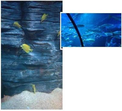 慶陽(yáng)水族館vs祥龍魚(yú)場(chǎng)（慶陽(yáng)水族館與祥龍魚(yú)場(chǎng)的區(qū)別） 全國(guó)水族館企業(yè)名錄 第1張