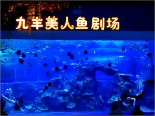 銅仁水族館vs祥龍魚場(chǎng)（貴州銅仁水族館和祥龍魚場(chǎng)在性質(zhì)和目標(biāo)上有所不同） 全國(guó)水族館企業(yè)名錄 第3張