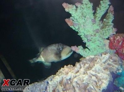 酒泉水族館vs祥龍魚場（祥龍魚場與酒泉魚族館的區(qū)別） 全國水族館企業(yè)名錄 第3張