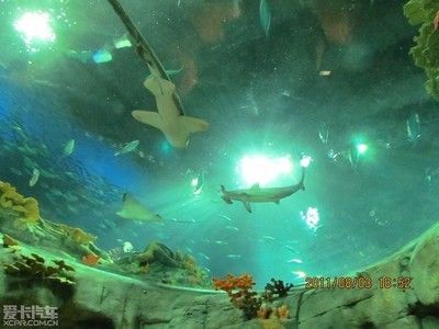 大慶水族館vs祥龍魚場（大慶水族館和祥龍魚場是與水族相關(guān)的場所，但它們之間存在顯著的區(qū)別） 全國水族館企業(yè)名錄 第2張