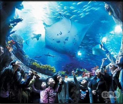 寧德水族館vs祥龍魚場（寧德水族館與祥龍魚場之間的差異之前，我們需要明確基本信息） 全國水族館企業(yè)名錄 第2張