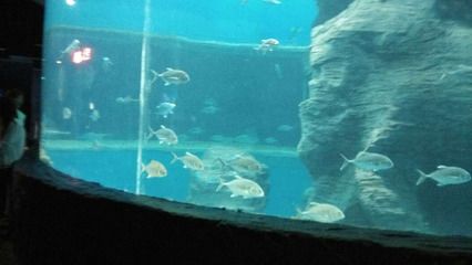 北海水族館vs祥龍魚場（中國廣西壯族自治區(qū)北海市北海市北海市北海市北海水族館） 全國水族館企業(yè)名錄 第3張