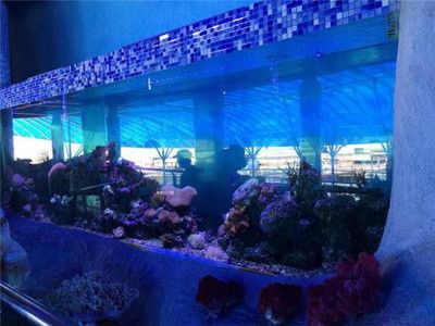 三亞水族館vs祥龍魚場（三亞水族館和祥龍魚場哪個好） 全國水族館企業(yè)名錄 第1張