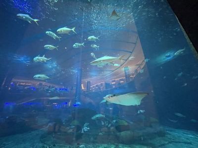 三亞水族館vs祥龍魚場（三亞水族館和祥龍魚場哪個好） 全國水族館企業(yè)名錄 第5張