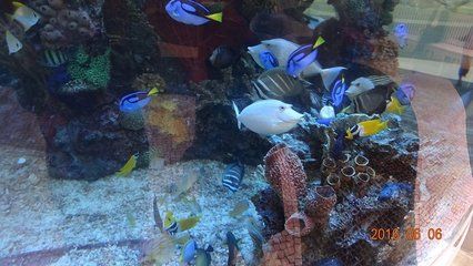 澳門水族館vs祥龍魚場（澳門水族館和祥龍魚場各自在自己的領域內(nèi)有著顯著的特點和優(yōu)勢） 全國水族館企業(yè)名錄 第5張