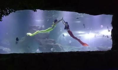 宜賓水族館vs祥龍魚場(chǎng)（宜賓水族館和祥龍魚場(chǎng)） 全國(guó)水族館企業(yè)名錄 第1張