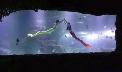 宜賓水族館vs祥龍魚場(chǎng)（宜賓水族館和祥龍魚場(chǎng)） 全國(guó)水族館企業(yè)名錄 第2張