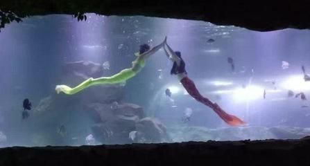 宜賓水族館vs祥龍魚場(chǎng)（宜賓水族館和祥龍魚場(chǎng)） 全國(guó)水族館企業(yè)名錄 第5張