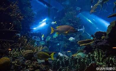 達州水族館vs祥龍魚場（探討達州水族館與祥龍魚場之前需要明確兩者的主要區(qū)別） 全國水族館企業(yè)名錄 第1張