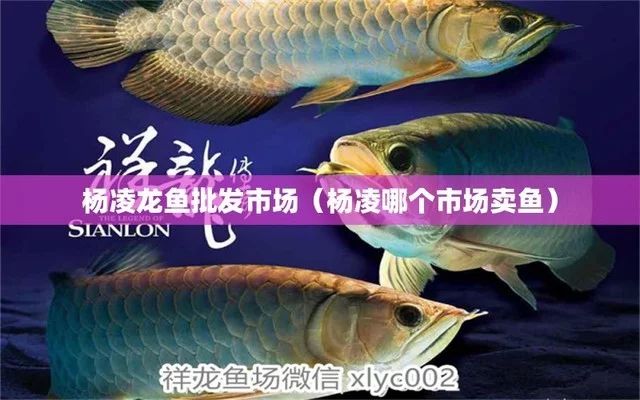 楊凌龍魚祥龍魚場 全國水族館企業(yè)名錄 第2張