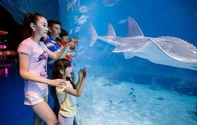 云浮水族館vs祥龍魚場（云浮水族館和祥龍魚場各有特點） 全國水族館企業(yè)名錄 第2張