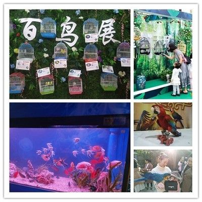 十堰水族館vs祥龍魚(yú)場(chǎng)（十堰水族館與祥龍魚(yú)場(chǎng)有什么區(qū)別？） 全國(guó)水族館企業(yè)名錄 第1張