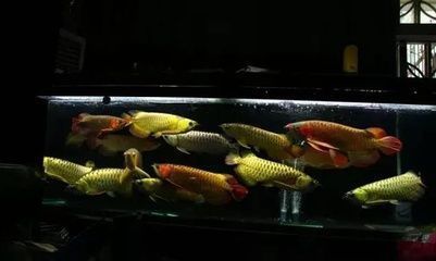 柳州龍魚vs祥龍魚場（柳州龍魚與祥龍魚場的優(yōu)劣） 全國水族館企業(yè)名錄 第4張