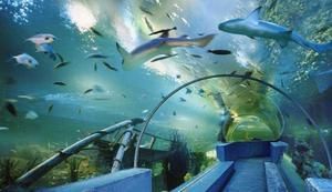 百色水族館vs祥龍魚場（百色水族館和祥龍魚場哪個好） 全國水族館企業(yè)名錄 第2張