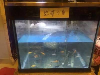 衡水水族館vs祥龍魚場（衡水市有哪些水族館？） 全國水族館企業(yè)名錄 第2張