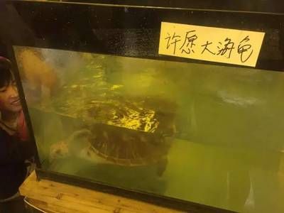 衡水水族館vs祥龍魚場（衡水市有哪些水族館？） 全國水族館企業(yè)名錄 第3張