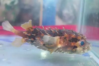 和田水族館vs祥龍魚場（和田水族館與祥龍魚場之間的差異之前，我們需要明確兩者的業(yè)務(wù)和特點(diǎn)） 全國水族館企業(yè)名錄 第3張