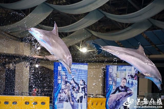 合肥水族館vs祥龍魚場（合肥水族館與祥龍魚場的區(qū)別） 全國水族館企業(yè)名錄 第4張