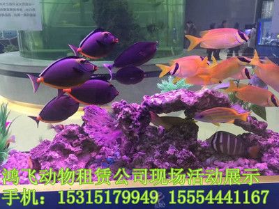 固原水族館vs祥龍魚場（全球首個(gè)獲得國際龍魚繁殖證書的魚場之一固原水族館） 全國水族館企業(yè)名錄 第2張