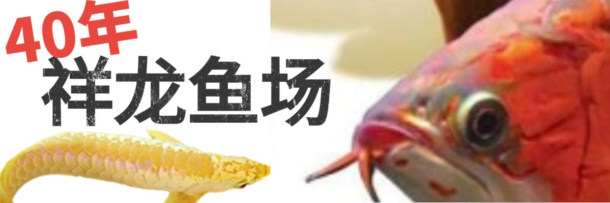 臨沂龍魚vs祥龍魚場(chǎng)（臨沂龍魚與祥龍魚場(chǎng)之間的區(qū)別） 全國(guó)水族館企業(yè)名錄 第1張