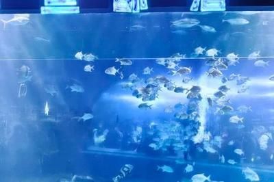 邯鄲水族館vs祥龍魚場（邯鄲市叢臺區(qū)七彩水族館和祥龍魚場的經(jīng)營產(chǎn)品對比） 全國水族館企業(yè)名錄 第4張