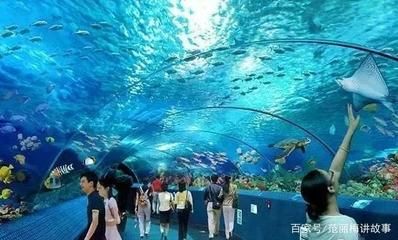 株洲水族館vs祥龍魚場（株洲水族館與祥龍魚場各有側(cè)重） 全國水族館企業(yè)名錄 第5張