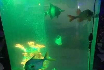 齊齊哈爾水族館vs祥龍魚(yú)場(chǎng)（齊齊哈爾水族館——祥龍魚(yú)場(chǎng)） 全國(guó)水族館企業(yè)名錄 第2張