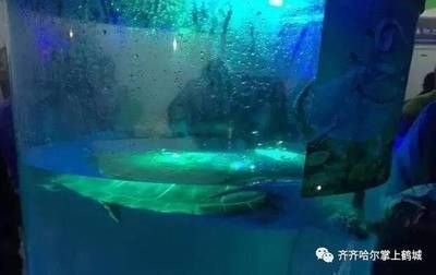 齊齊哈爾水族館vs祥龍魚(yú)場(chǎng)（齊齊哈爾水族館——祥龍魚(yú)場(chǎng)） 全國(guó)水族館企業(yè)名錄 第1張