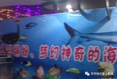 齊齊哈爾水族館vs祥龍魚(yú)場(chǎng)（齊齊哈爾水族館——祥龍魚(yú)場(chǎng)） 全國(guó)水族館企業(yè)名錄 第4張