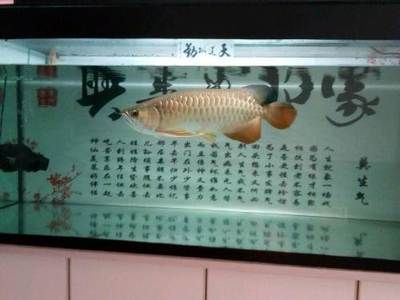 本溪龍魚(yú)vs祥龍魚(yú)場(chǎng)（探討本溪龍魚(yú)與祥龍魚(yú)場(chǎng)的差異之前，我們需要明確兩者所指的內(nèi)容） 全國(guó)水族館企業(yè)名錄 第2張